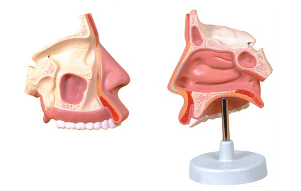鼻腔放大模型.jpg